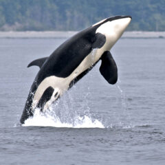 The Power of the Majestic Orca and the Spiritual Nature of Humans Brought to Light in Two Documentaries