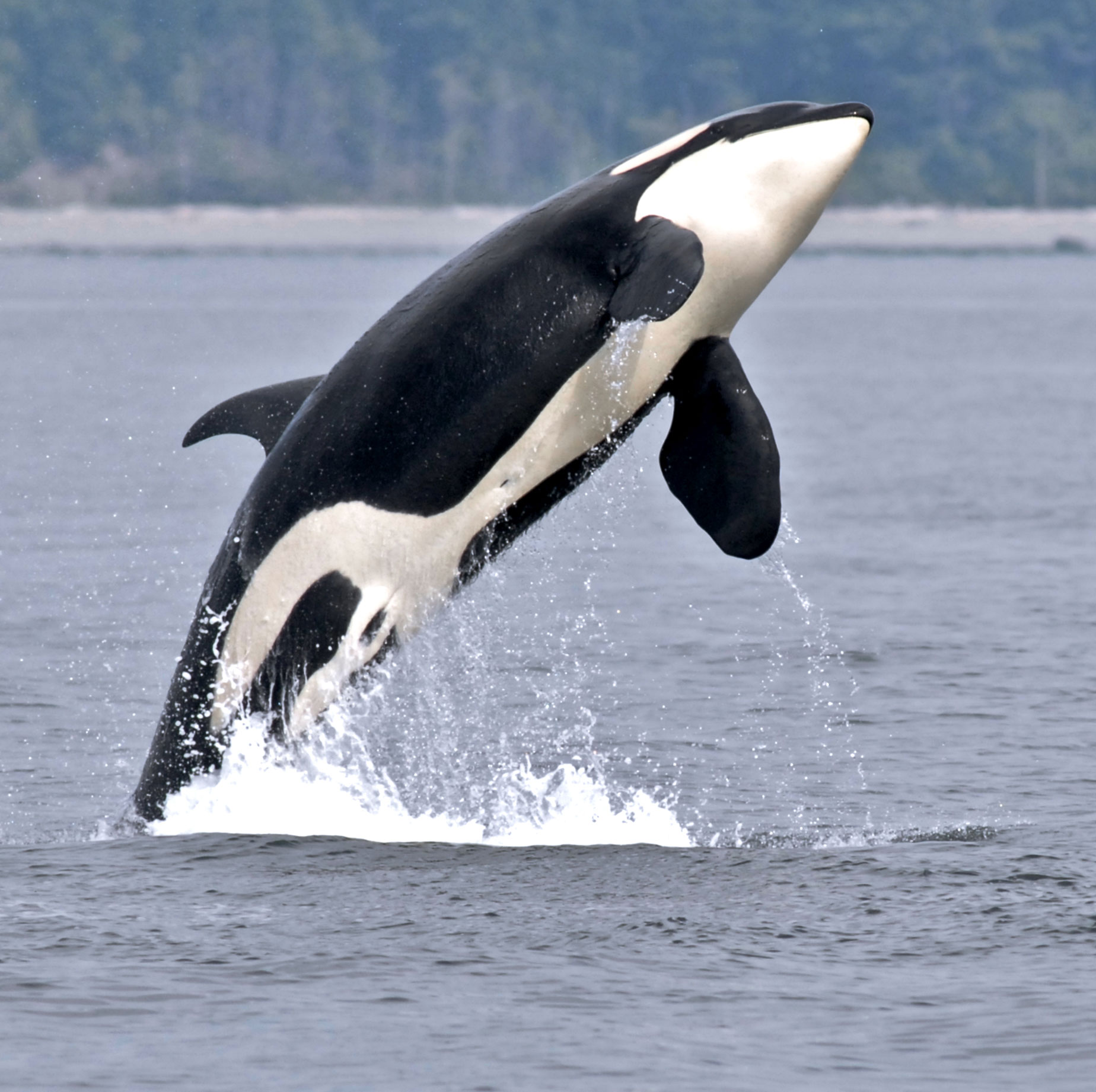 the-power-of-the-majestic-orca-and-the-spiritual-nature-of-humans