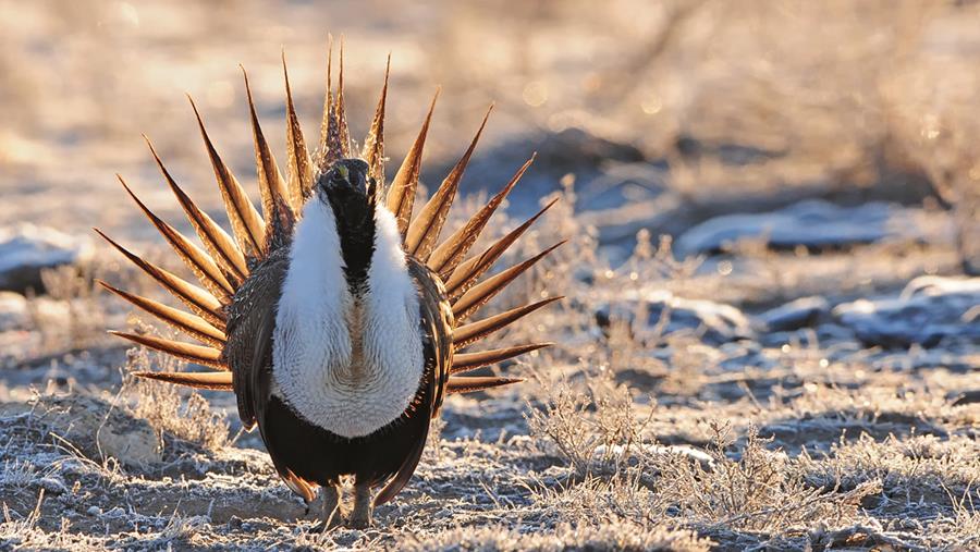 explore.org partners with Tiktok for a week-long takeover, featuring their fan-favorite bird cams.