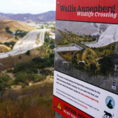 Construction Begins on the Annenberg Wildlife Crossing